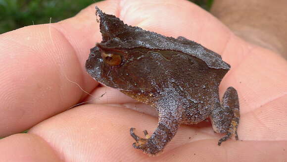 Image of Boie's Frog