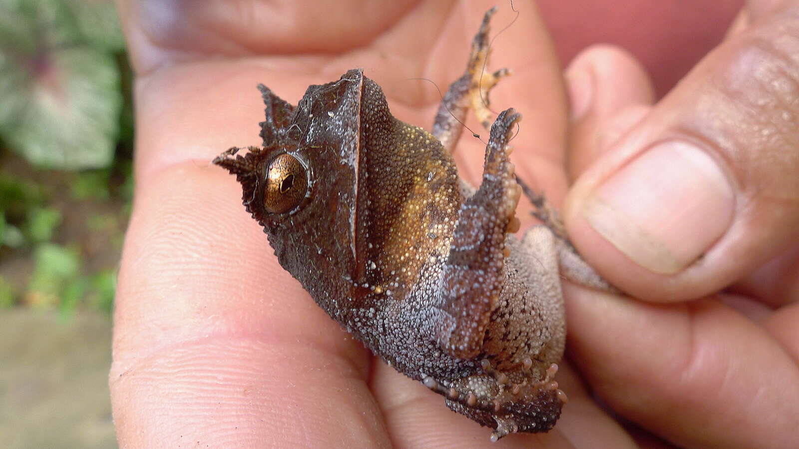 Image of Boie's Frog