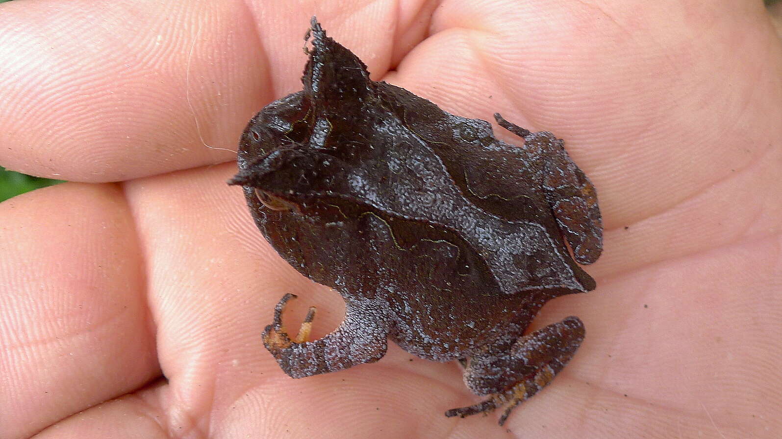 Image of Boie's Frog