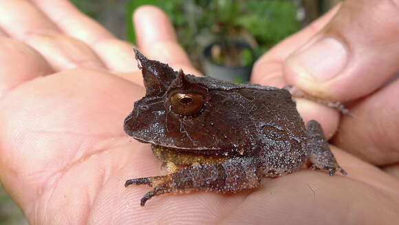 Image of Boie's Frog