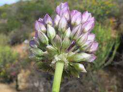 Image of Allium synnotii G. Don