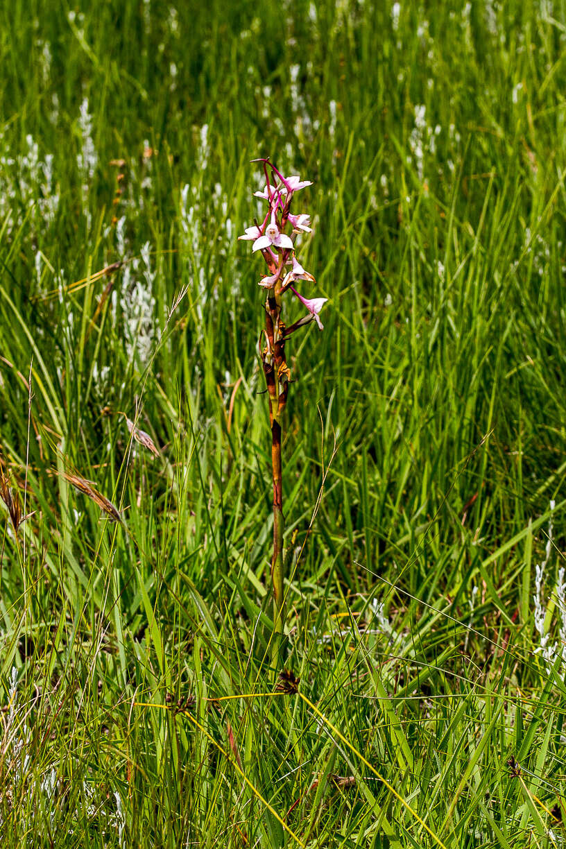 Image of Disa scullyi Bolus