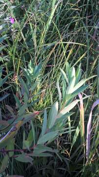 Image of Marsh Spurge