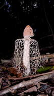 Image of Bridal veil stinkhorn