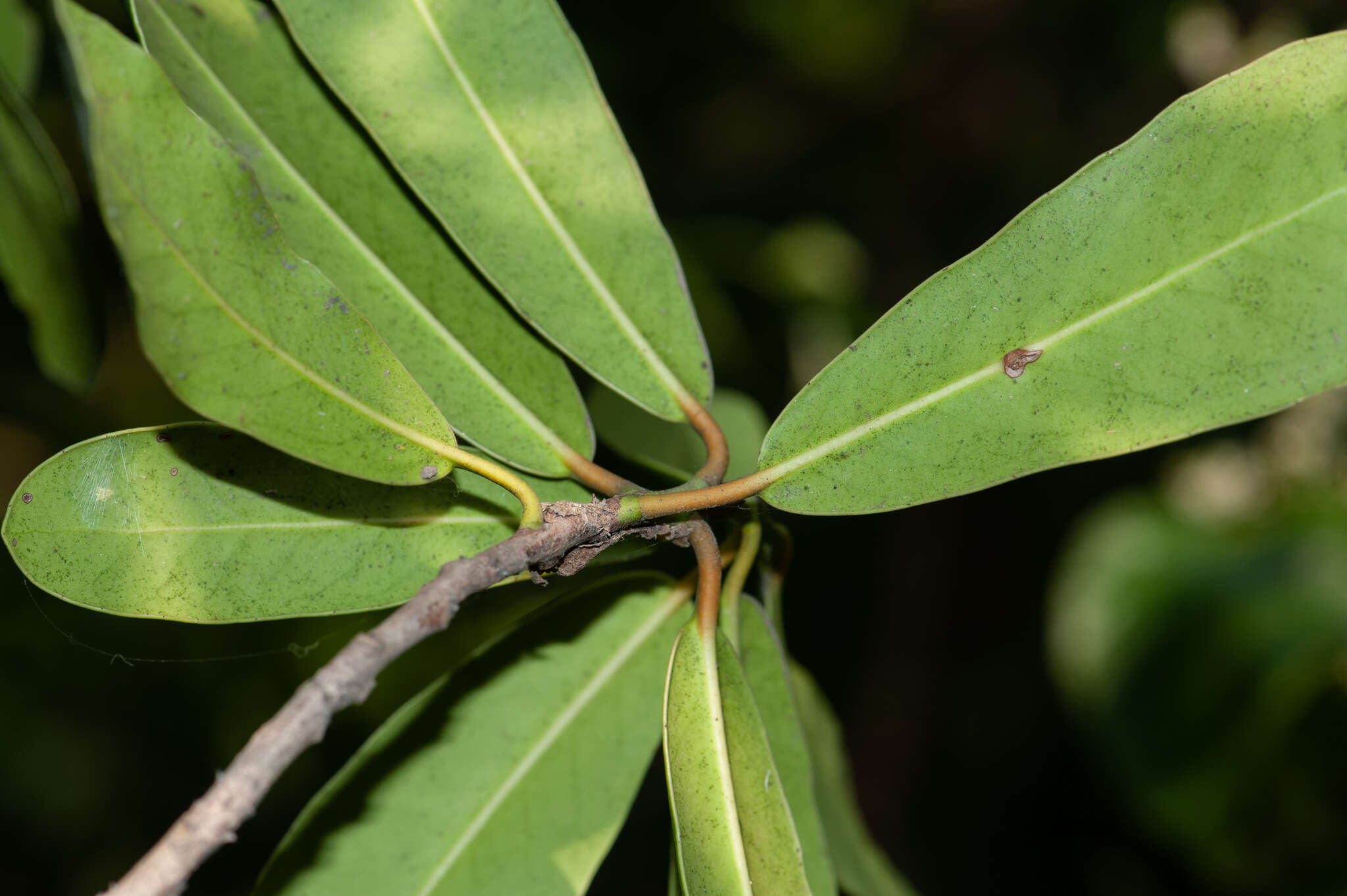 Imagem de Brexia madagascariensis (Lamk.) Thouars ex Ker-Gawl.