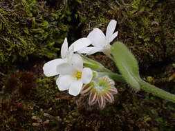 Imagem de Myosotis lytteltonensis (Laing & A. Wall) de Lange