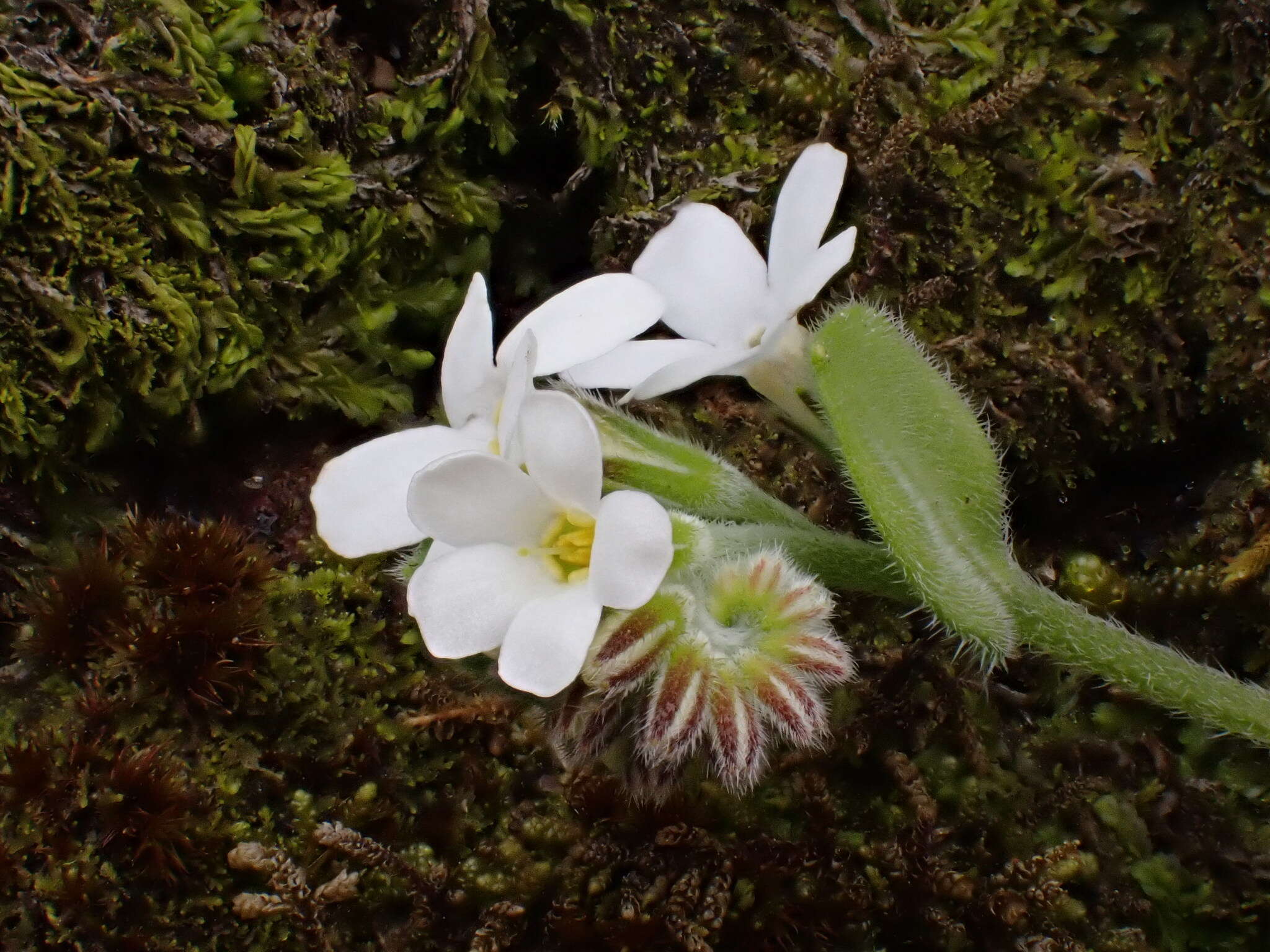 Imagem de Myosotis lytteltonensis (Laing & A. Wall) de Lange