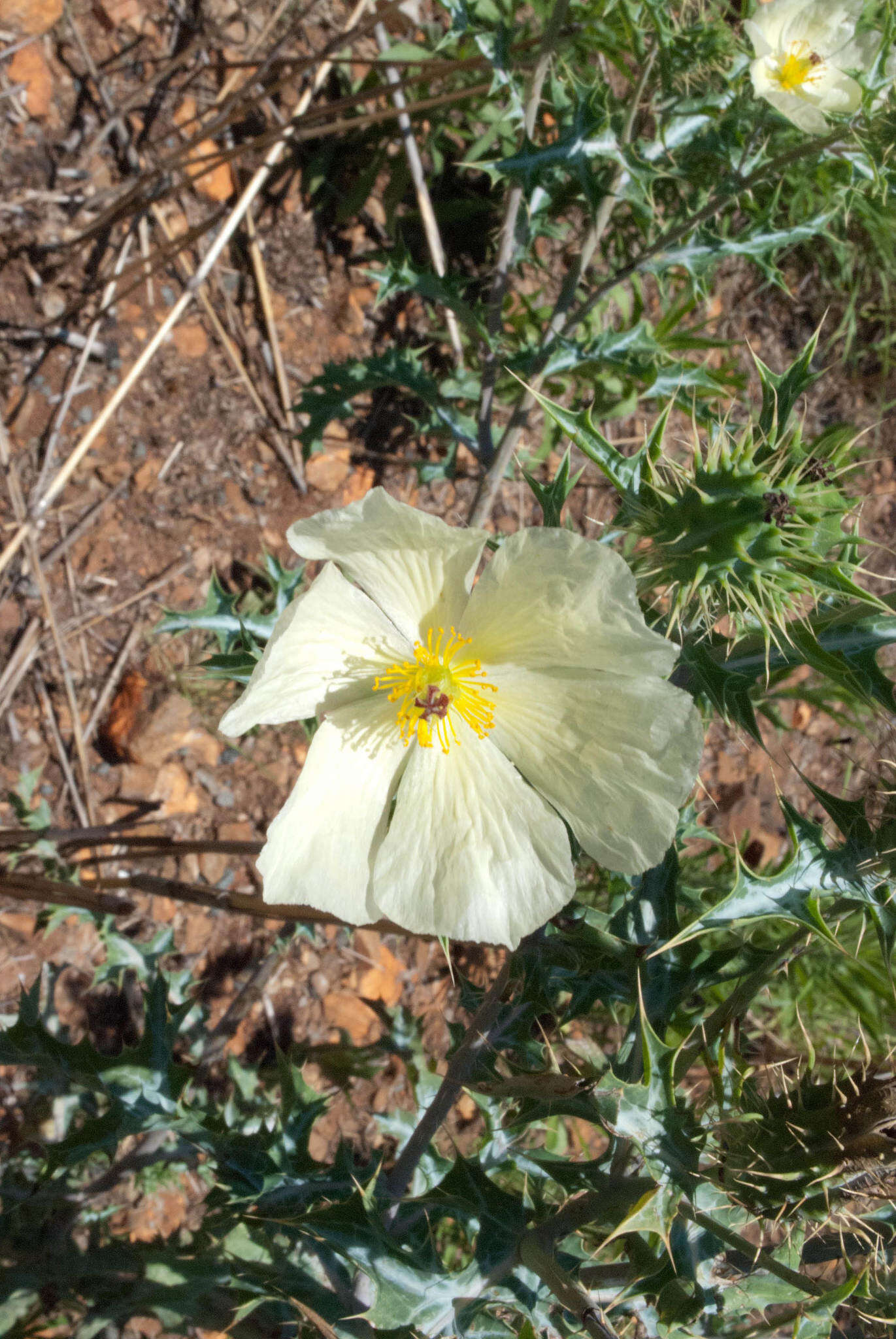 Argemone ochroleuca subsp. ochroleuca resmi