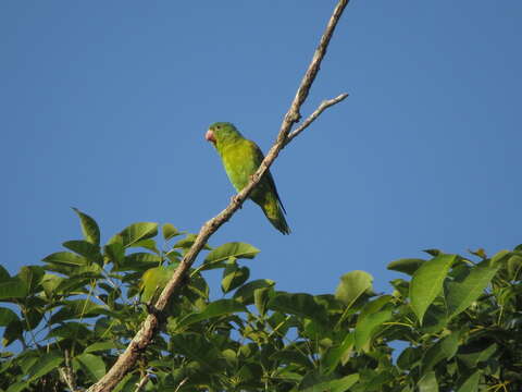 Image of Orange-chinned Parakeet