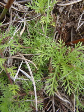 Image of Cotula discolor (DC.) J. C. Manning & Mucina