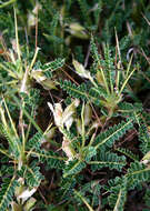 Image of Astragalus genargenteus Moris