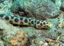 Image of Leopard Eel