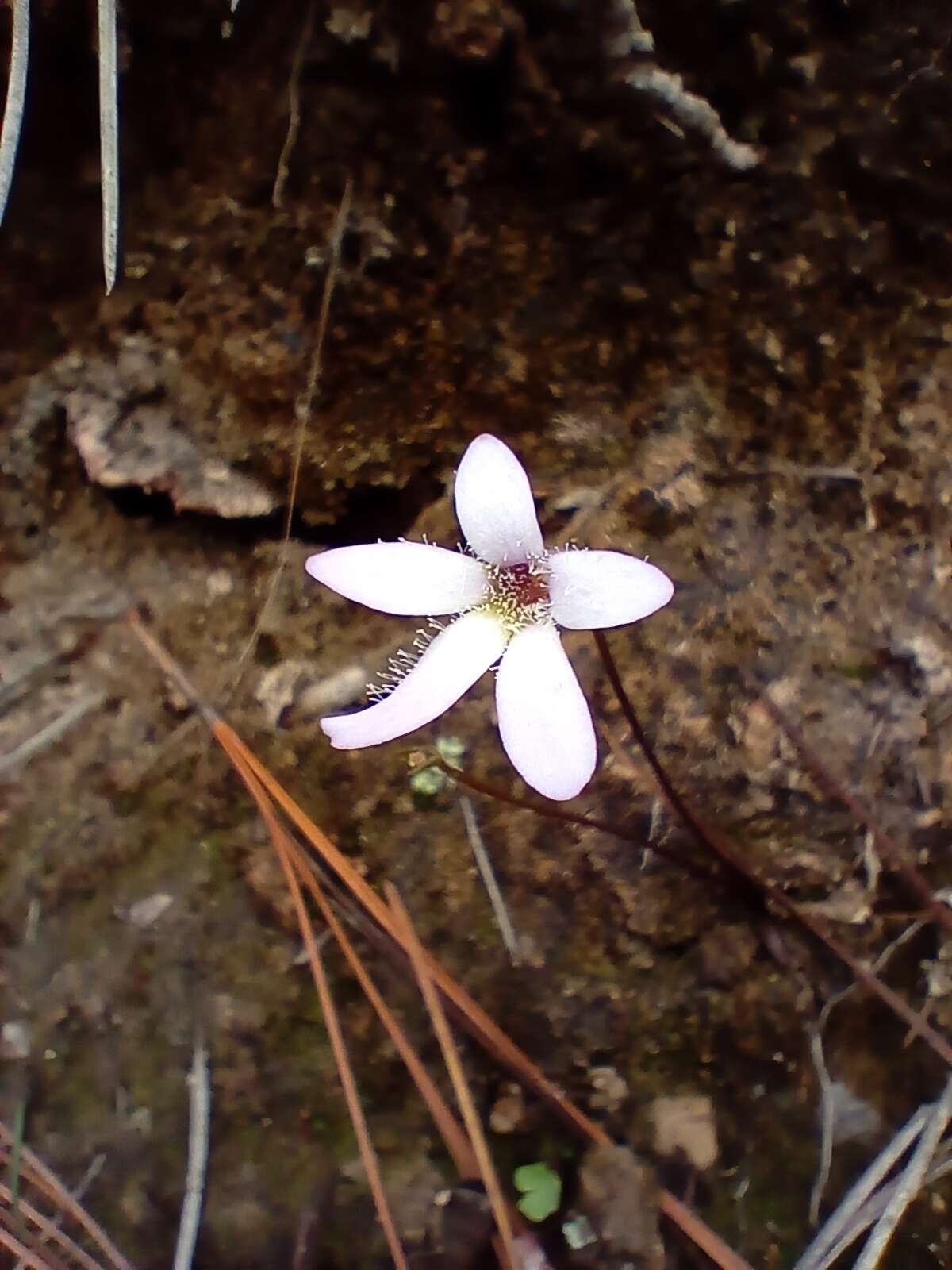 Image of Pinguicula parvifolia Robinson