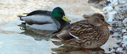 Image of Common Mallard