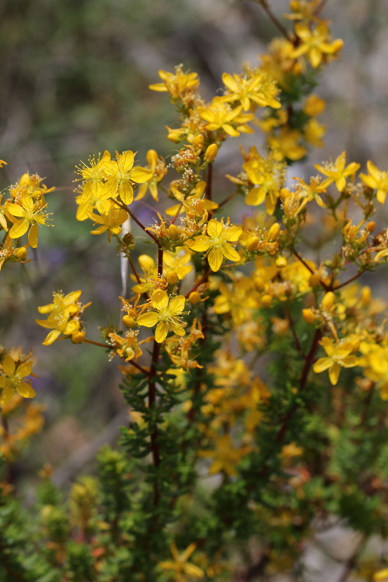 Image of Hypericum empetrifolium subsp. empetrifolium