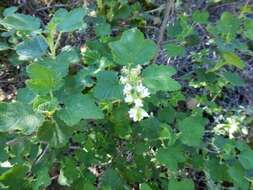 Image of whiteflower currant