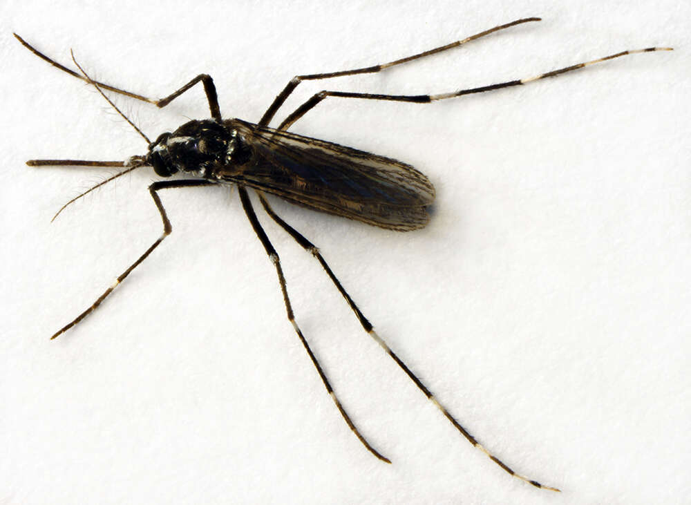 Imagem de Aedes albopictus Skuse 1894