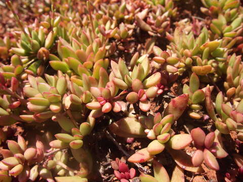 Image of Crassula pubescens subsp. radicans (Haw.) Tölken