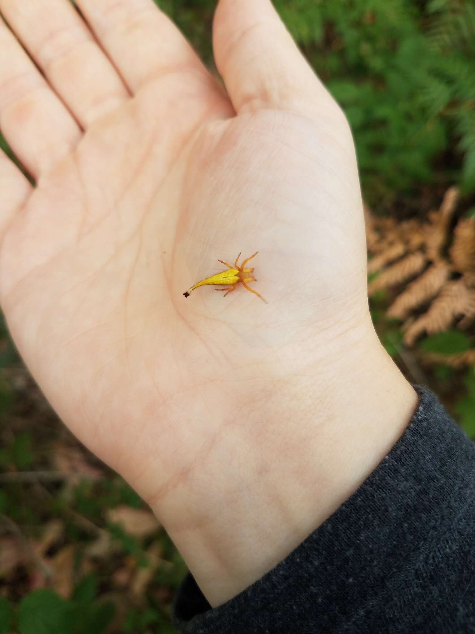 Image of Scorpion Tailed Spider