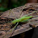 Imagem de Arapatiella psilophylla (Harms) Cowan