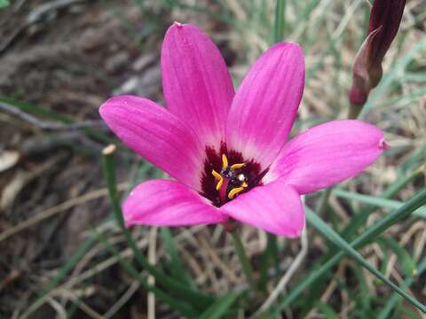 Imagem de Rhodophiala andicola (Poepp.) Traub