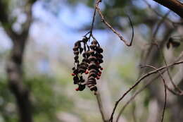 Imagem de Erythrina lanata Rose