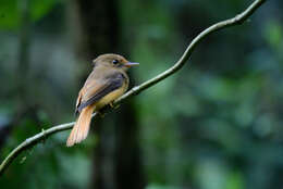 Sivun <i>Onychorhynchus coronatus swainsoni</i> kuva