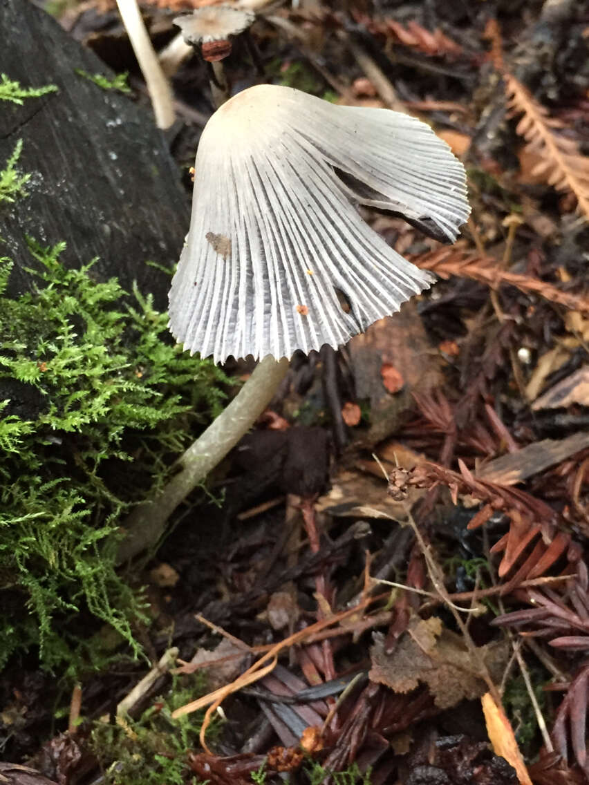 Image of Coprinellus impatiens (Fr.) J. E. Lange 1938