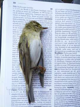 Image of Willow Warbler