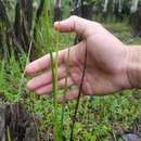 Juncus paludosus E. L. Bridges & Orzell resmi