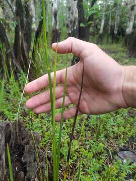 Sivun Juncus paludosus E. L. Bridges & Orzell kuva