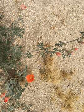 Image of Rusby's globemallow