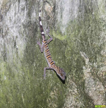 Image of Cat Ba Tiger Gecko