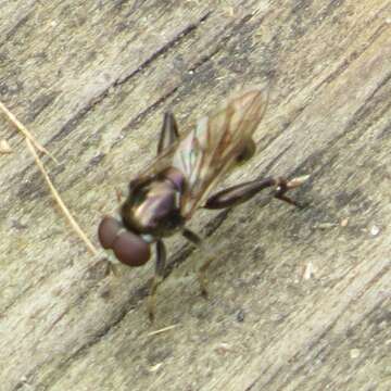 Image of Chalcosyrphus anthreas (Walker 1849)