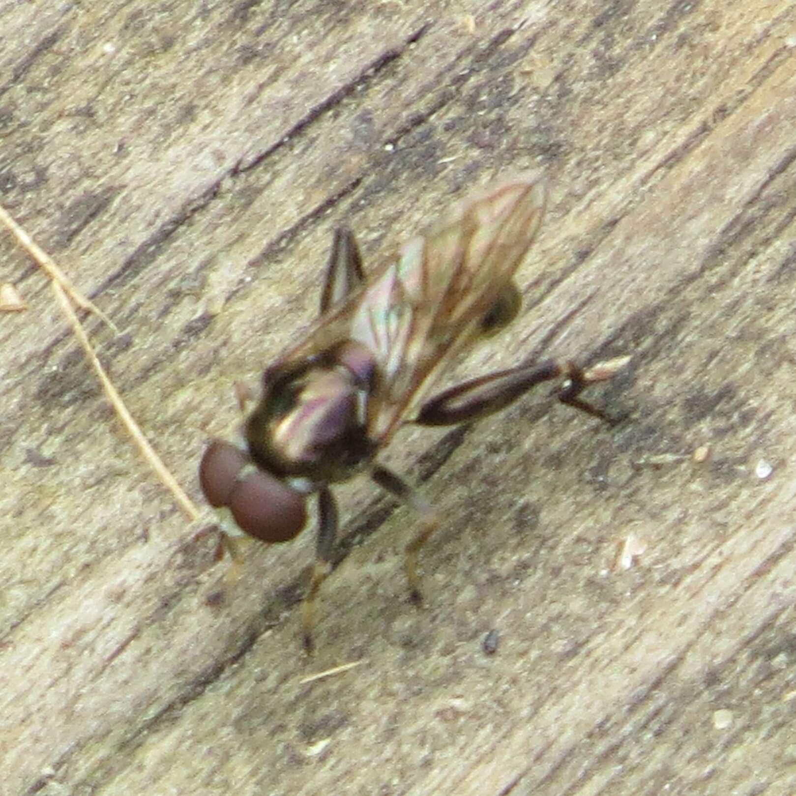 Image of Chalcosyrphus anthreas (Walker 1849)