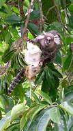 Image of soursop