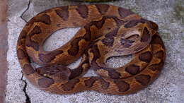 Image of Blunthead Tree Snake