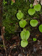 Image of Corybas papa Molloy & Irwin