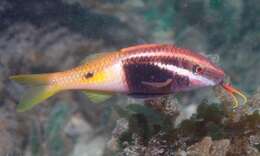 Image of Bicolor goatfish