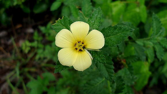 Image of Turnera chamaedrifolia Cambess.