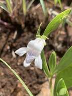 Image of Asystasia subbiflora C. B. Cl.