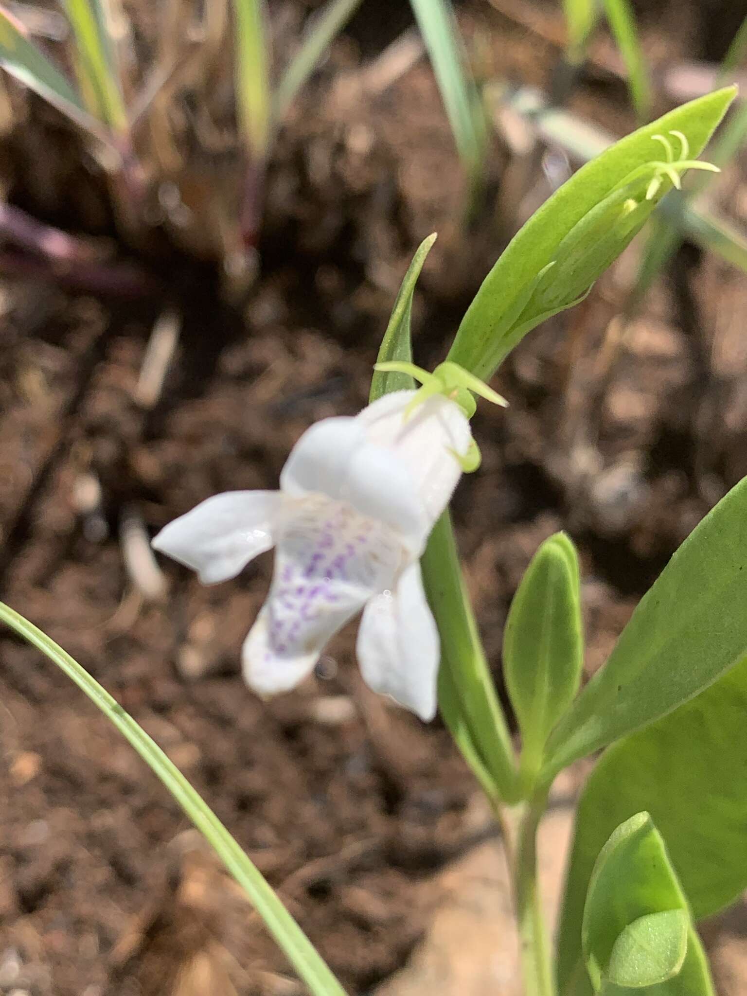 Image of Asystasia subbiflora C. B. Cl.