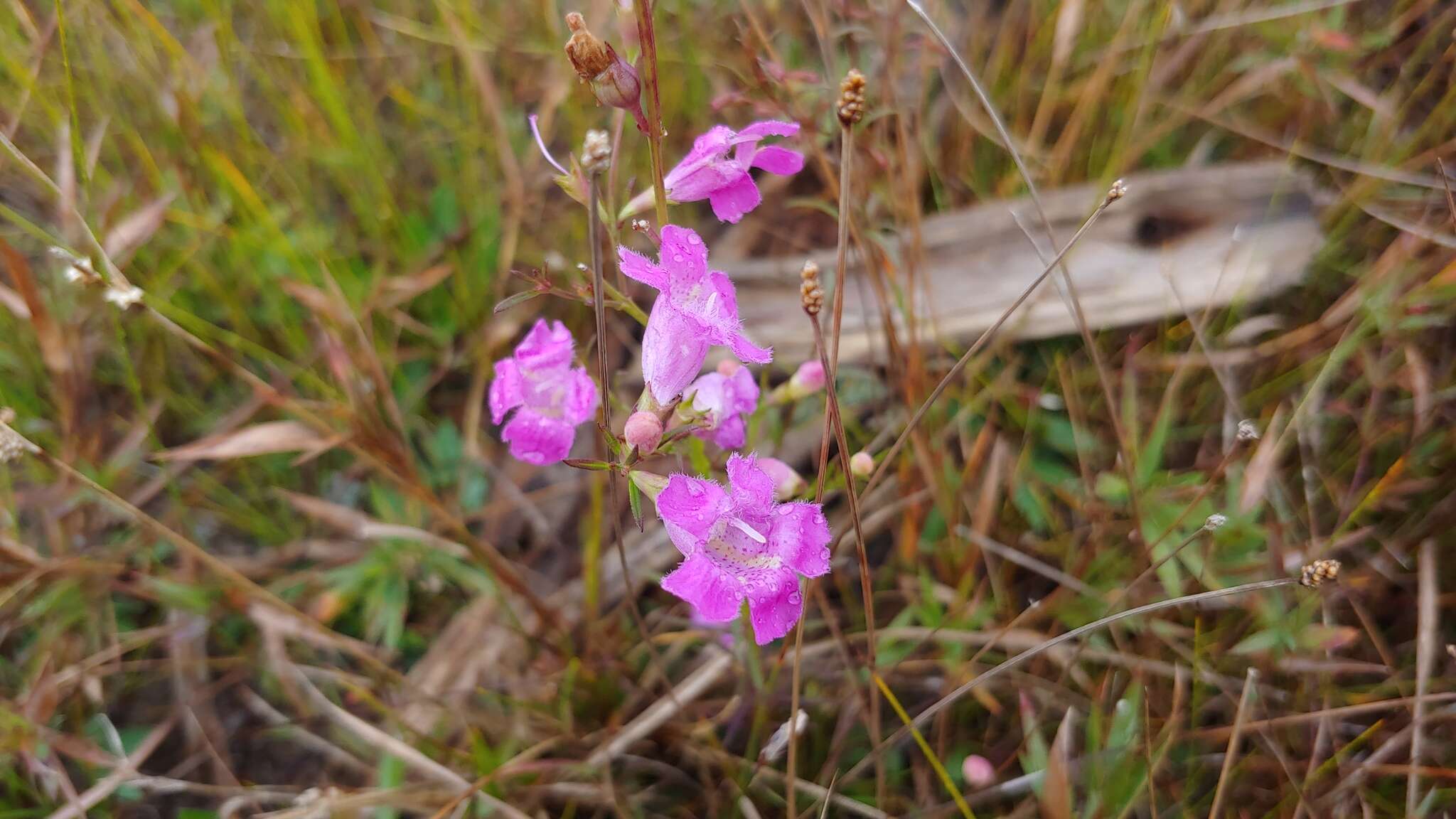 Image of <i>Agalinis <i>purpurea</i></i> var. purpurea