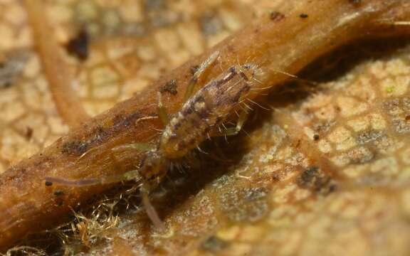 Image of Entomobrya intermedia Brook & G 1884