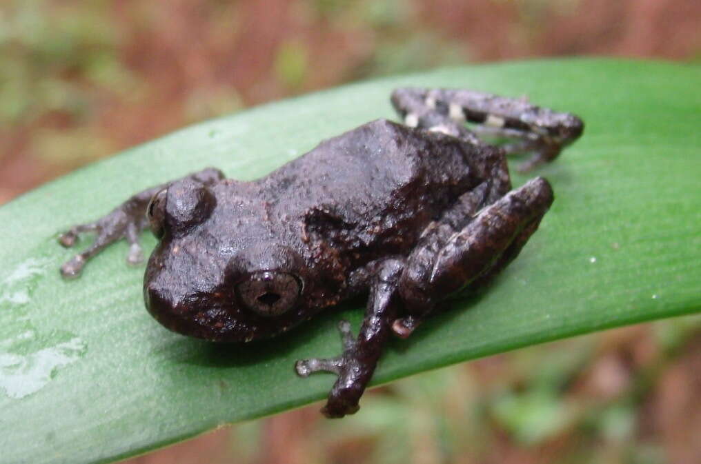 Image of Pristimantis pardalis (Barbour 1928)