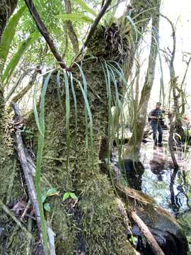 Campyloneurum angustifolium (Sw.) Fée的圖片