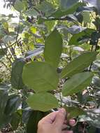 Image of Malaysian persimmon