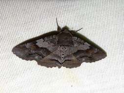 Image of Gray-banded Zale Moth