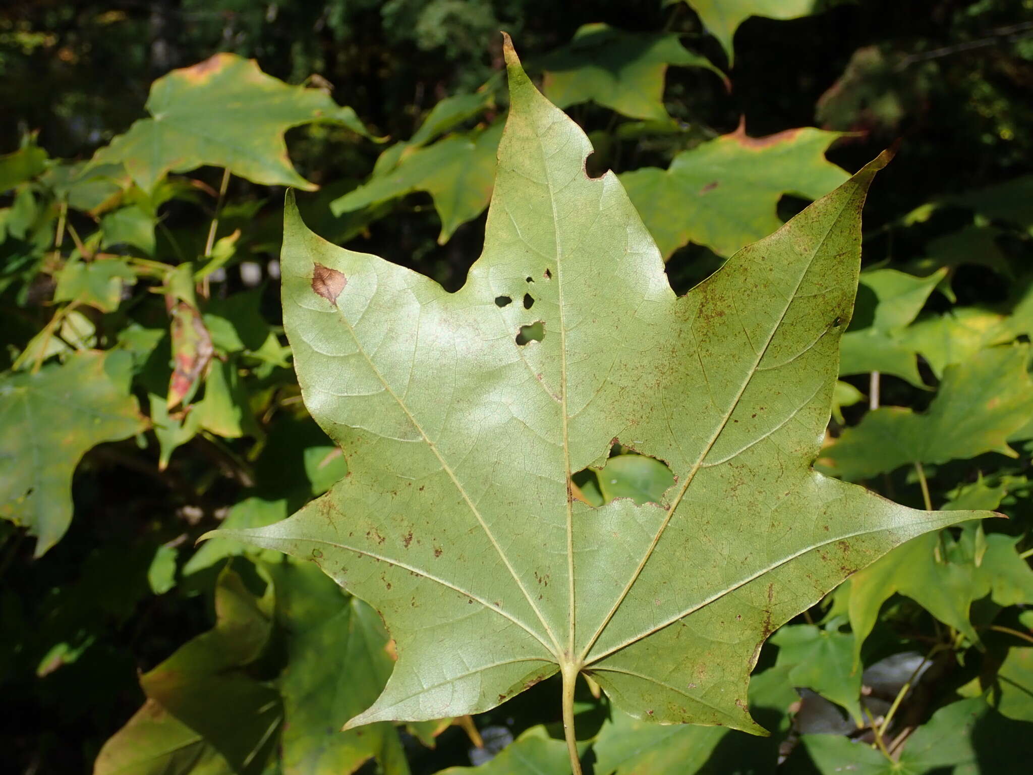 Image of Acer pictum C. P. Thunberg ex A. Murray