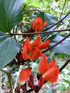 Plancia ëd Erythrina breviflora DC.